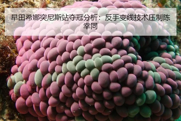早田希娜突尼斯站夺冠分析：反手变线技术压制陈幸同